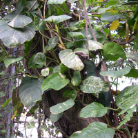 epipremnum_pinnatum3md (Epipremnum pinnatum cv 'Aureum')