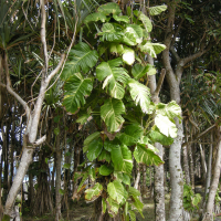 epipremnum_pinnatum4md (Epipremnum pinnatum cv 'Aureum')