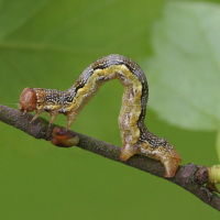 erannis_defoliaria_ch2md (Erannis defoliaria)