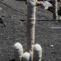 Espostoa lanata (Cactus)