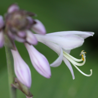 hosta_sieboldiana2sd