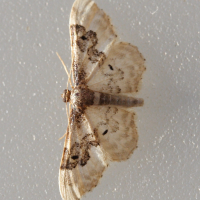 idaea_rusticata2md