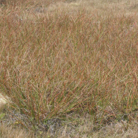 juncus_guadeloupensis1md