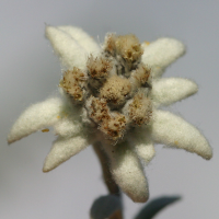 leontopodium_alpinum3md