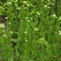 lepidium_draba1bmd