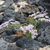 limonium_papillatum4bd