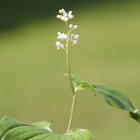 maianthemum_bifolium2md