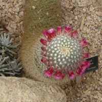 mammillaria_meyranii2bd