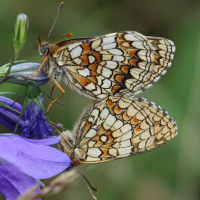 melitaea_athalia5bd