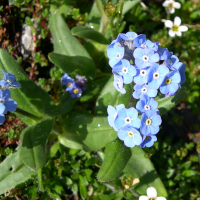 myosotis_alpestris1cmd