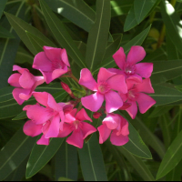 nerium_oleander4md