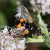 Nowickia ferox (Mouche)