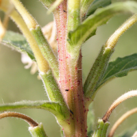 oenothera_rubricaulis2md