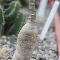 Pachypodium succulentum (Pachypodium)