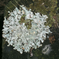 Parmelia sulcata (Lichen, Parmélie)