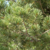 Pinus cembra (Pin cembro, Arolle)