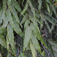 polyalthia_longifolia2md