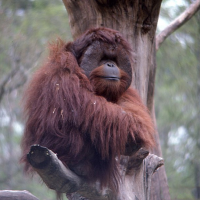 Pongo_pygmaeus