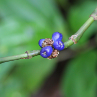 Psychotria aubletiana (Psychotria)