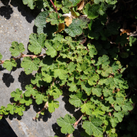 Rubus hayata-koidzumii (Ronce du Yu-Shan)