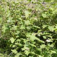 Solanum torvum (Morelle, Bringellier)