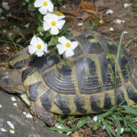 testudo_hermanni4bd