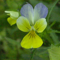 viola_tricolor_subalpina2amd (Viola tricolor subalpina)