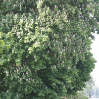 aesculus_hippocastanum7md