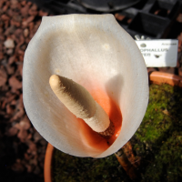 amorphophallus_bulbifer2md