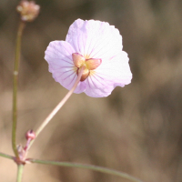 baldellia_ranunculoides2md (Baldellia ranunculoides)