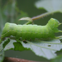 brachionycha_sphinx_ch1bd (Brachionycha sphinx)