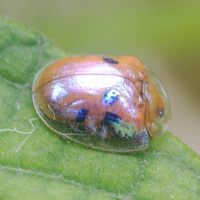 charidotella_sexpunctata2md (Charidotella sexpunctata)