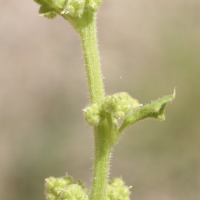 chenopodium_botrys3md (Dysphania botrys)