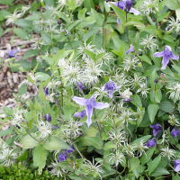 clematis_integrifolia1md