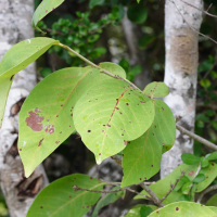 coccoloba_swartzii5md (Coccoloba swartzii)