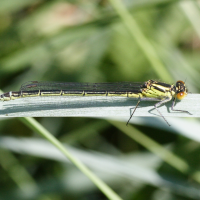 coenagrion_pulchellum2md (Coenagrion pulchellum)