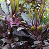 cordyline_fruticosa4md (Cordyline fruticosa)