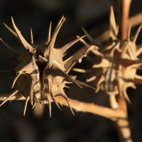 datura_ferox2md (Datura ferox)