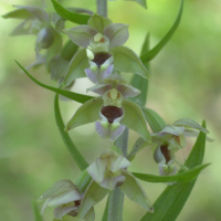 epipactis_helleborine6md (Epipactis helleborine)