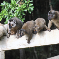 eulemur_fulvus_mayottensis3bd (Eulemur fulvus ssp. mayottensis)