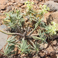 Euphorbia regis-jubae (Euphorbe)