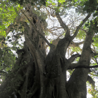 Ficus aurea (Figuier étrangleur)