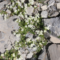 Galium pseudohelveticum (Gaillet des Alpes occidentales)
