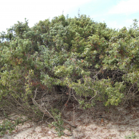 juniperus_oxycedrus_macrocarpa3md