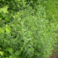 lithospermum_officinale6md