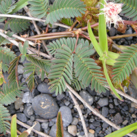 mimosa_pudica6md