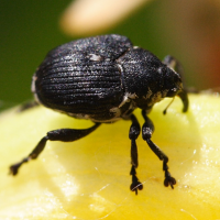 Mononychus punctumalbum (Charançon de l'iris)