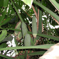 monstera_deliciosa3md