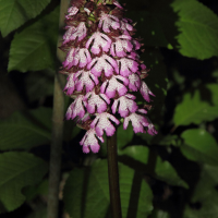 orchis_purpurea3md