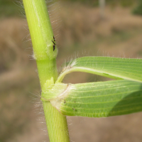 panicum_miliaceum3md